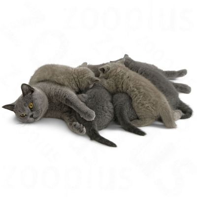 Royal Canin Babycat Milk 300gr