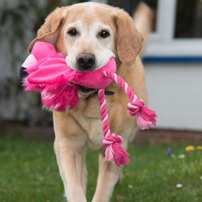 Flamingo cu sfoară Jucărie câini